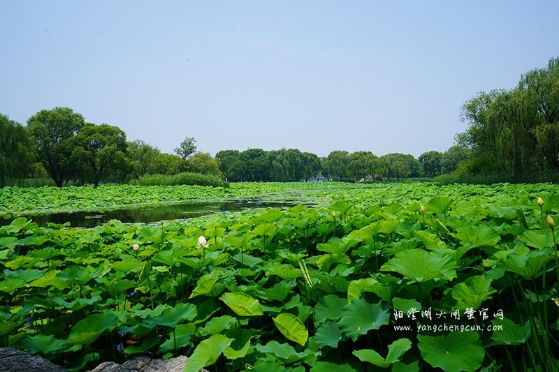 莲池湖：阳澄湖半岛的仙境之美