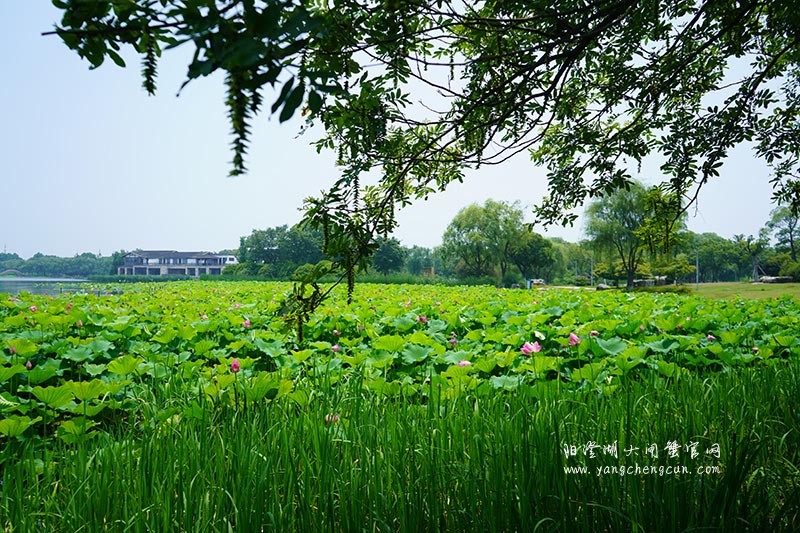 莲池湖：阳澄湖半岛的仙境之美