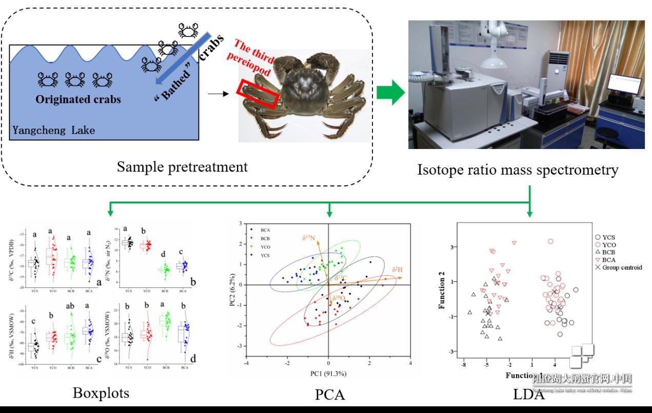 阳澄湖原产蟹和湖区“超级洗澡”蟹第三步足的稳定同位素“指纹”动态差异