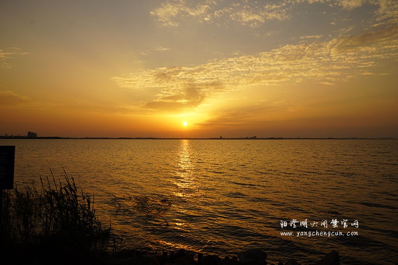 阳澄湖生态湿地看日落
