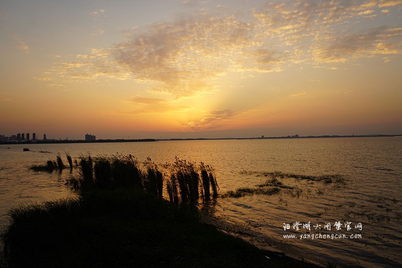 阳澄湖生态湿地看日落