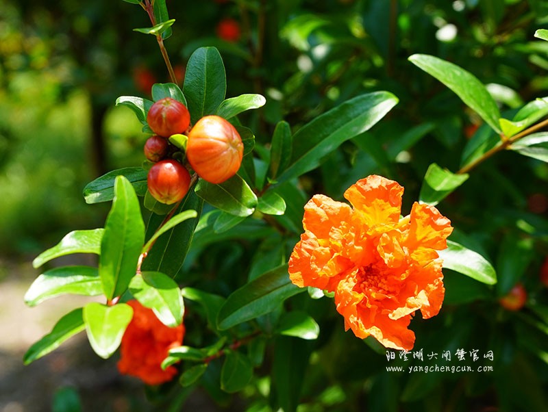 阳澄湖半岛的石榴花开了