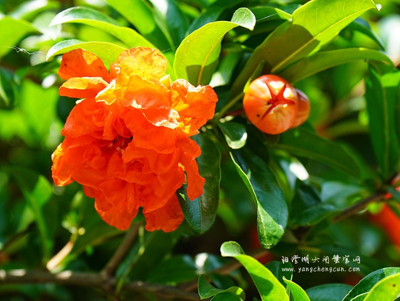 阳澄湖半岛的石榴花开了