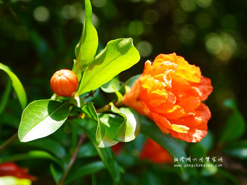 阳澄湖半岛的石榴花开了