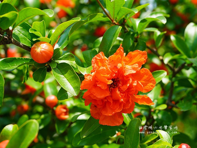 阳澄湖半岛的石榴花开了