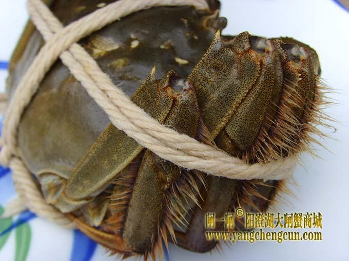 阳澄湖大闸蟹