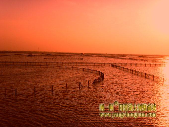 阳澄湖大闸蟹养殖场