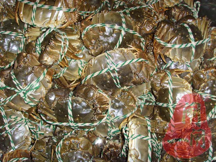 阳澄湖大闸蟹