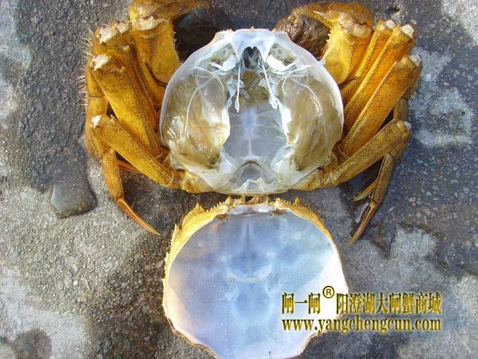 蟹壳