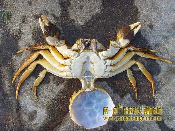 蟹壳