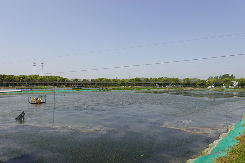 标准化养殖池塘