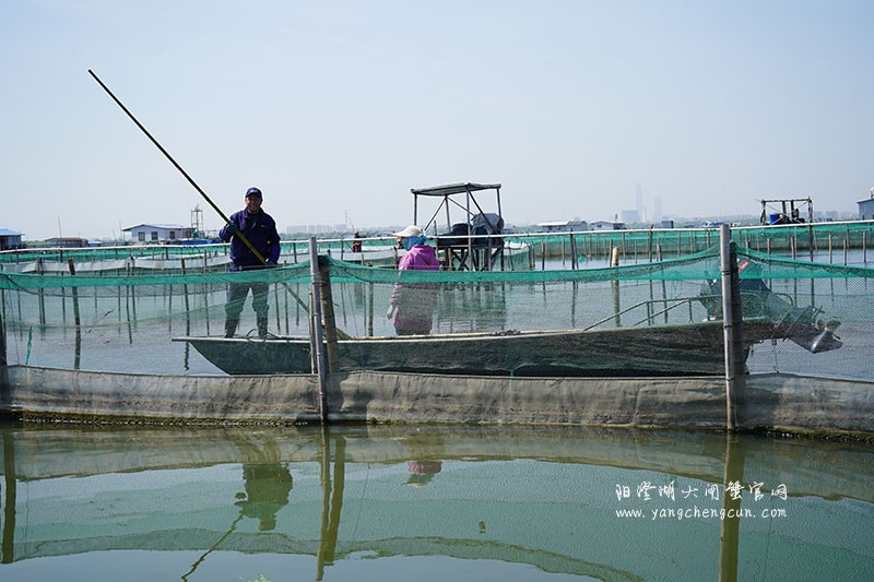 我们的阳澄湖大闸蟹养殖基地
