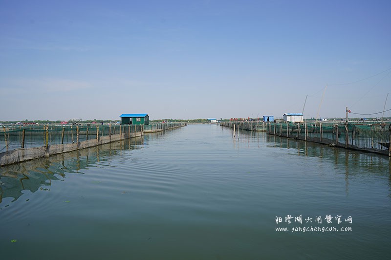 我们的阳澄湖大闸蟹养殖基地