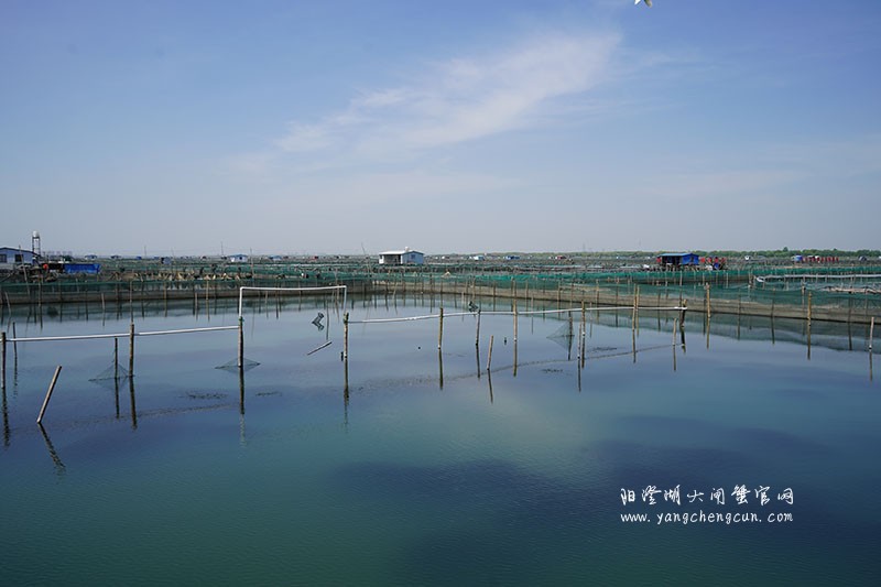 我们的阳澄湖大闸蟹养殖基地