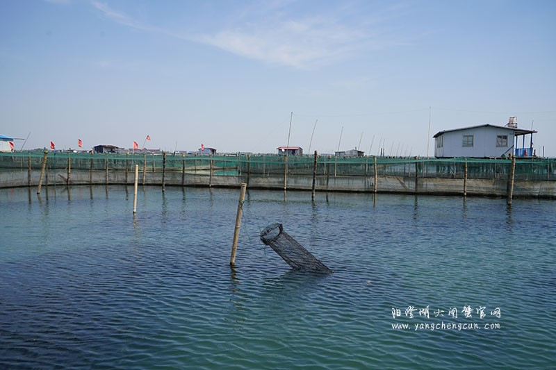 我们的阳澄湖大闸蟹养殖基地