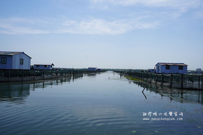 我们的阳澄湖大闸蟹养殖基地