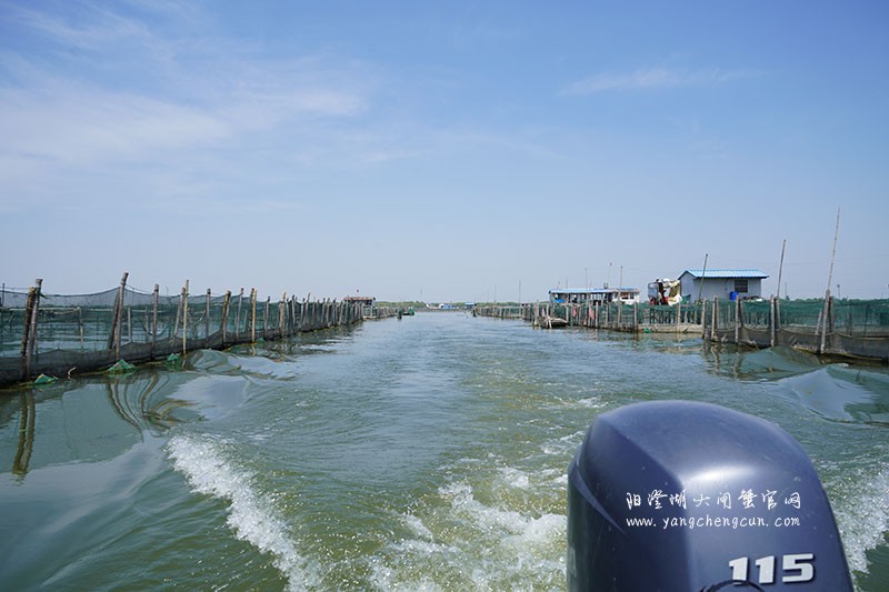 我们的阳澄湖大闸蟹养殖基地