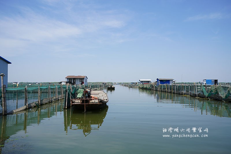 我们的阳澄湖大闸蟹养殖基地
