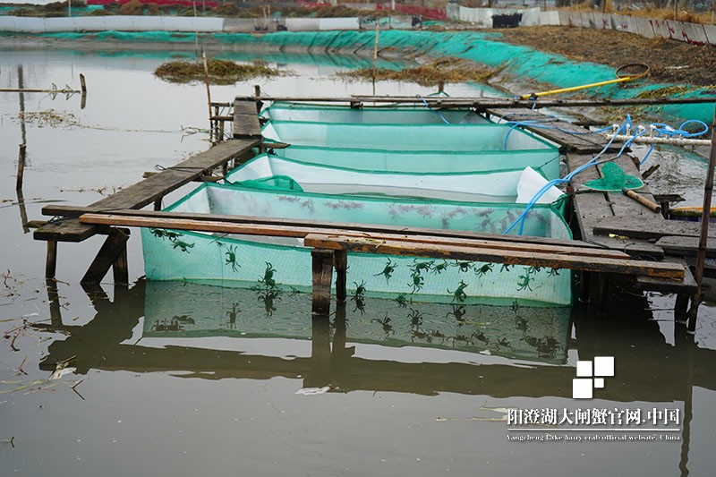 阳澄湖大闸蟹蟹苗