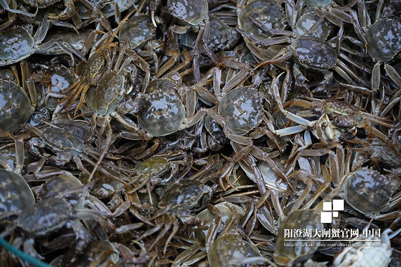 阳澄湖大闸蟹蟹苗