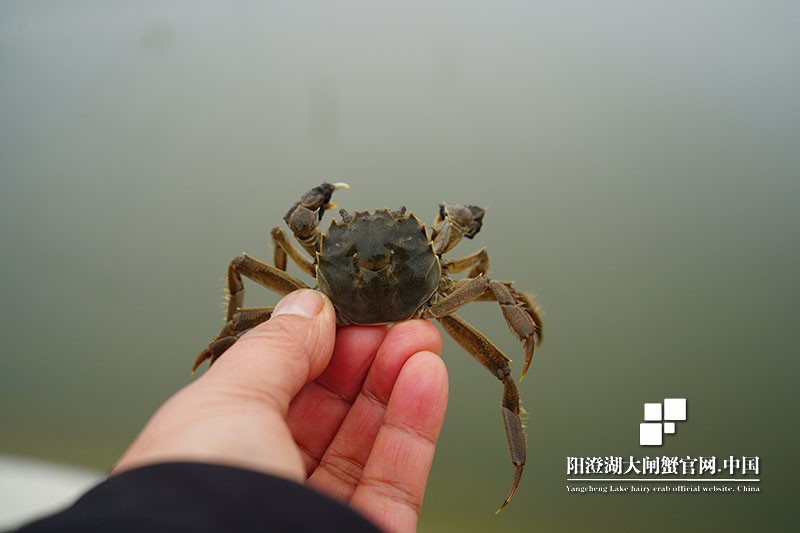 阳澄湖大闸蟹蟹苗