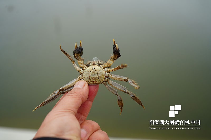 阳澄湖大闸蟹蟹苗