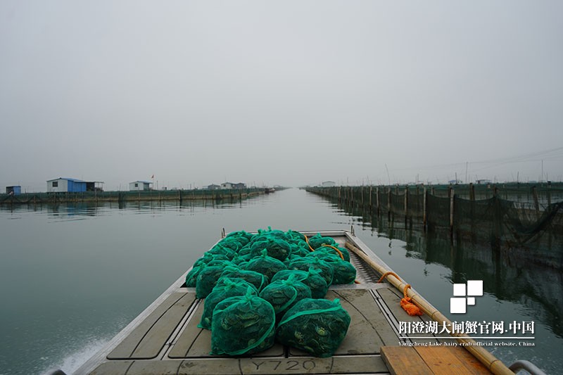 阳澄湖大闸蟹蟹苗