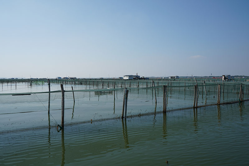 阳澄湖大闸蟹养殖基地