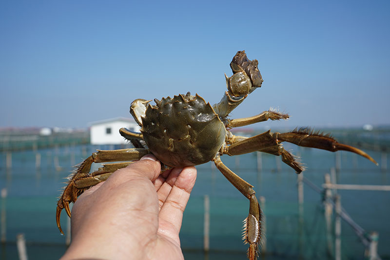 阳澄湖大闸蟹