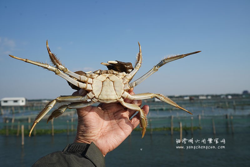 阳澄湖大闸蟹
