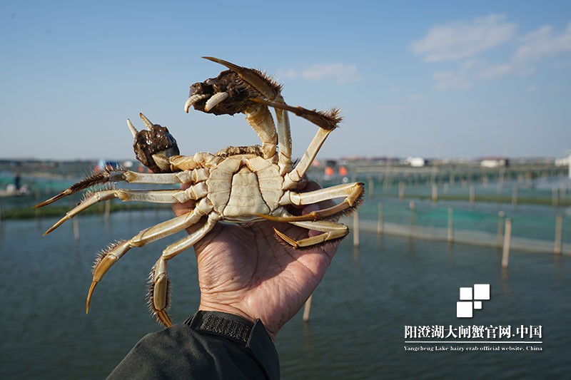 阳澄湖大闸蟹