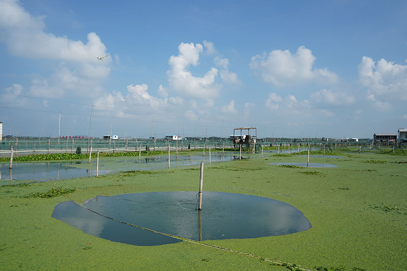 阳澄湖上的晨光