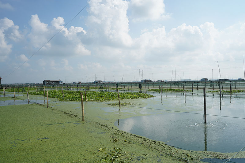 阳澄湖上的晨光