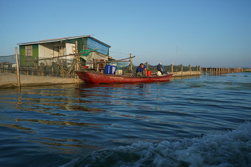 碧水晨光映蟹乡——阳澄湖围网区的清晨风光