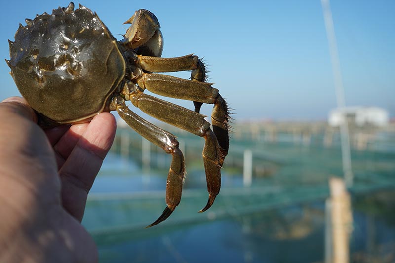  碧水晨光映蟹乡——阳澄湖围网区的清晨风光