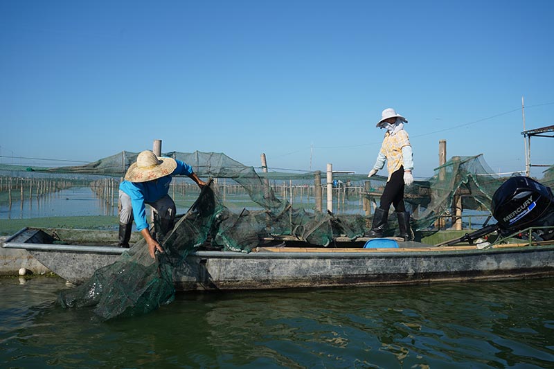  碧水晨光映蟹乡——阳澄湖围网区的清晨风光