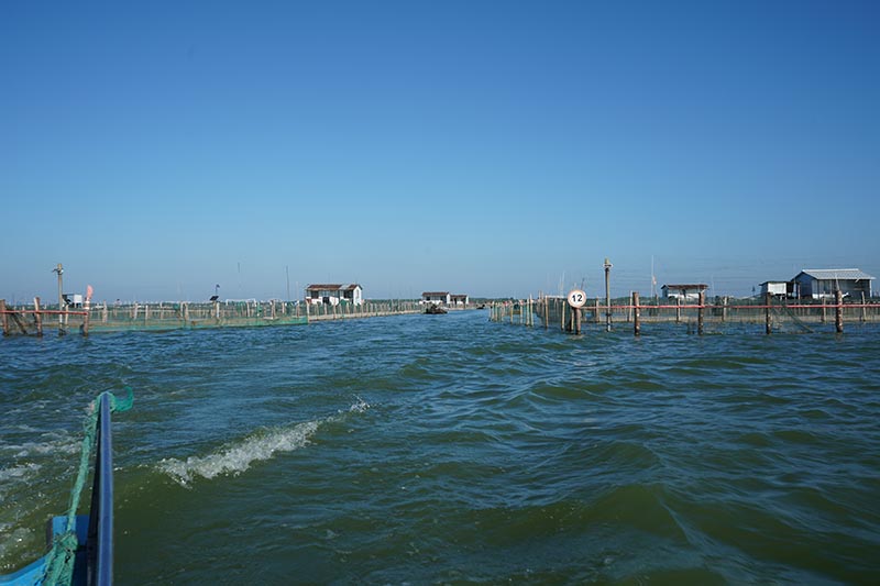  碧水晨光映蟹乡——阳澄湖围网区的清晨风光