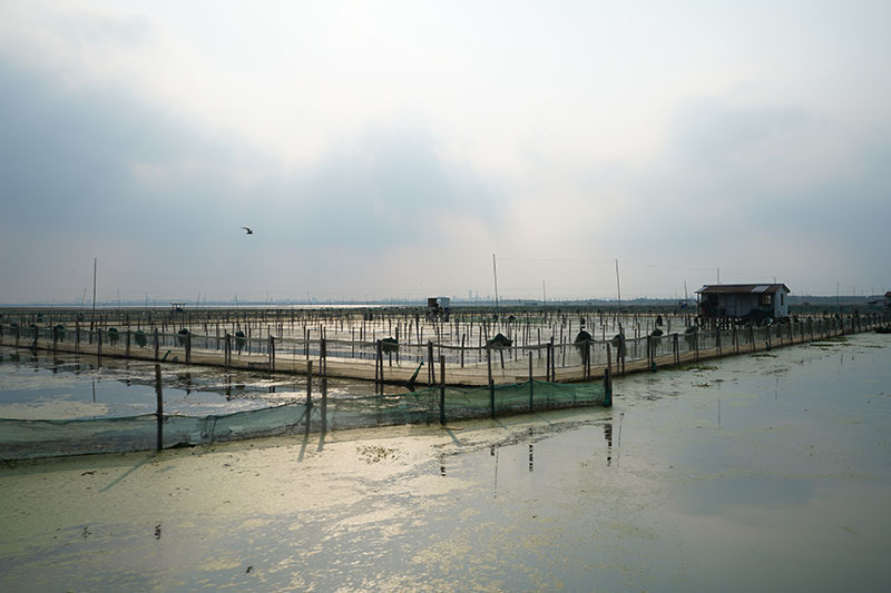 阳澄湖大闸蟹养殖基地