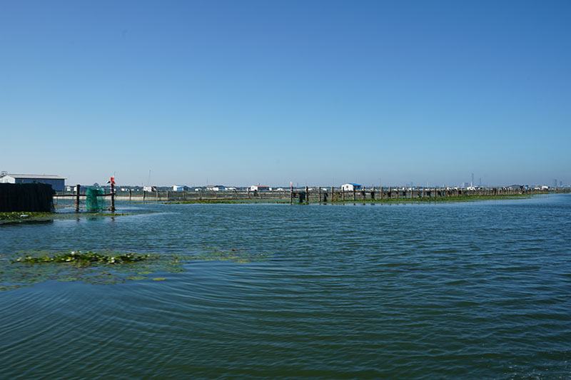 阳澄湖大闸蟹养殖基地