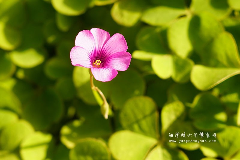 仙樱湖畔的冬日暖意