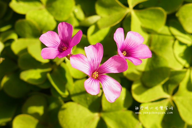 仙樱湖畔的冬日暖意