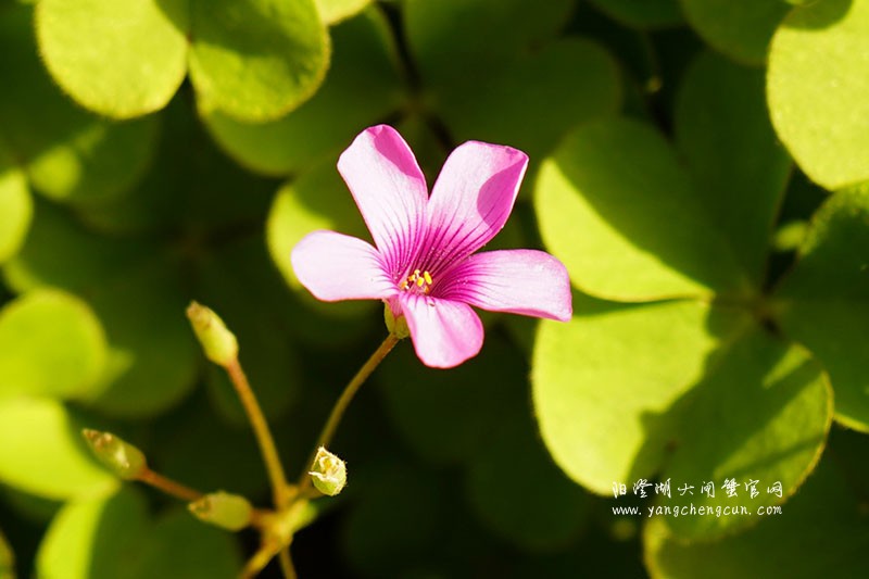 仙樱湖畔的冬日暖意