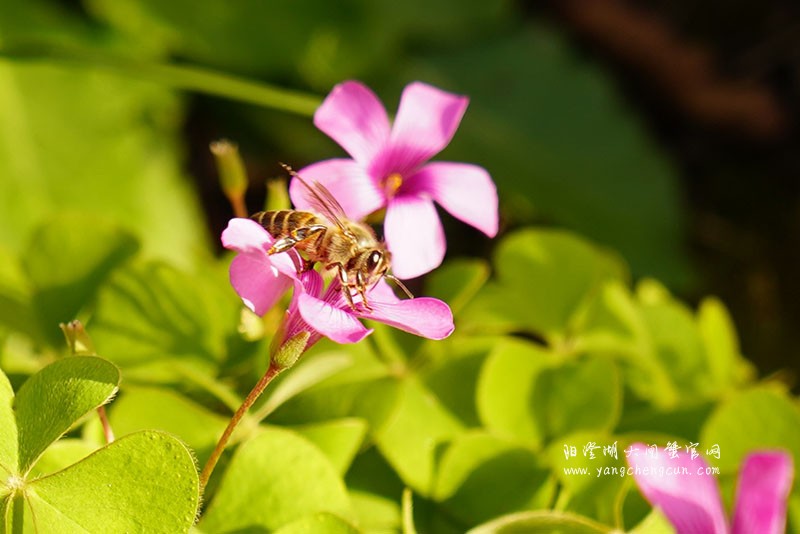 仙樱湖畔的冬日暖意