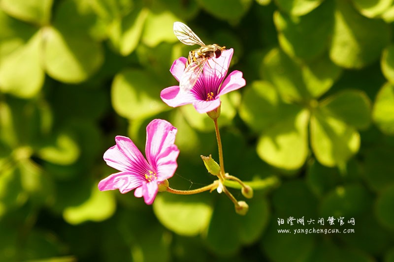 仙樱湖畔的冬日暖意