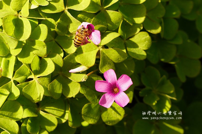仙樱湖畔的冬日暖意