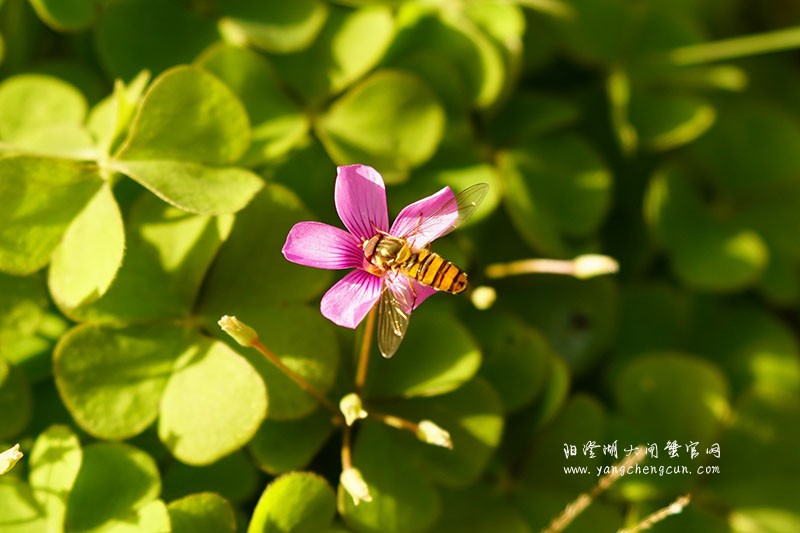 仙樱湖畔的冬日暖意