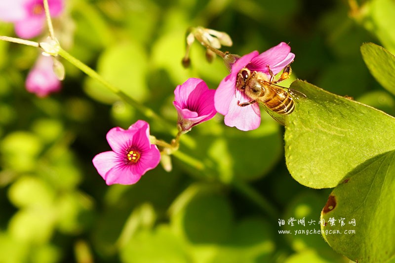 仙樱湖畔的冬日暖意