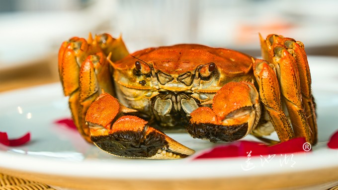 阳澄湖大闸蟹