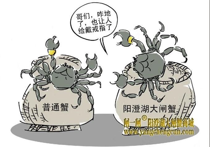 阳澄湖大闸蟹