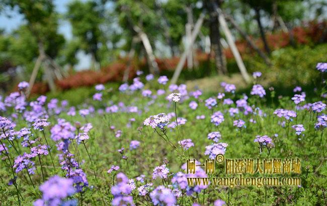 阳澄湖半岛仙樱湖公园